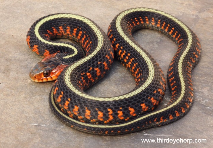 Oregon Red-spotted Garter Snake